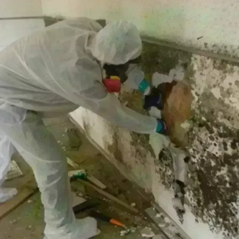 Mold Remediation and Removal in The Bronx, NY